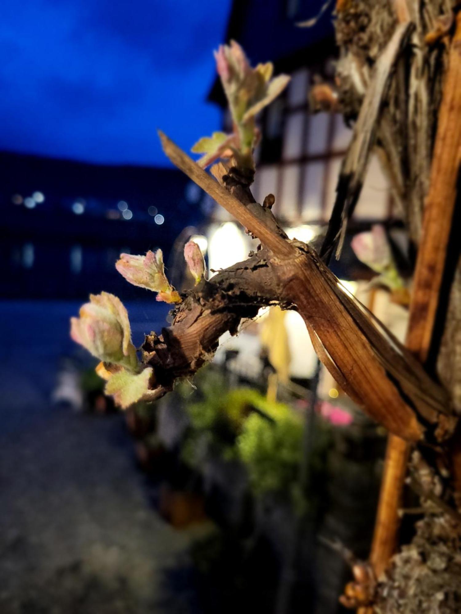 Hotel Restaurant Alte Stadtmauer 바일슈타인 외부 사진